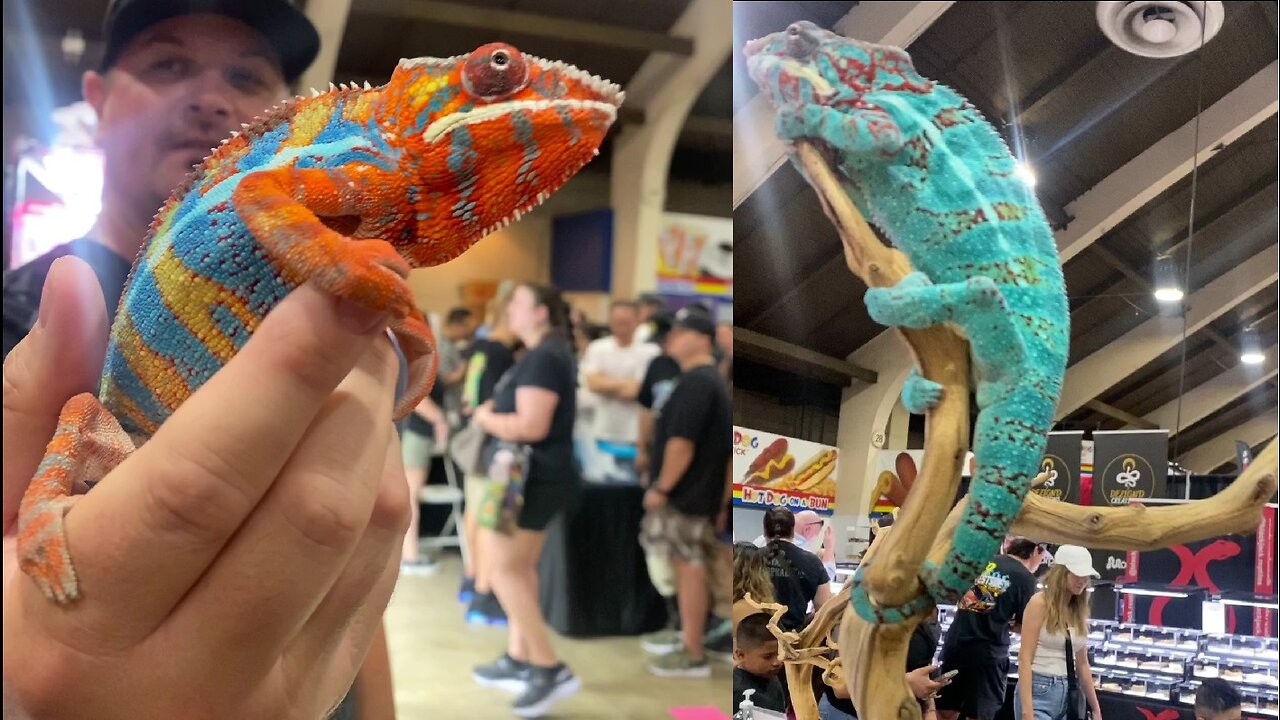 L.A. Pet Fair 2024 Bird Succulent Reptile and Aquarium Super Show