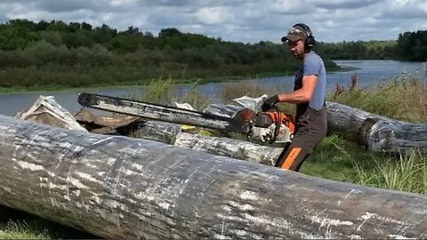 You have never seen such a Bog Oak! How did we manage to cut it with a chainsaw ?!