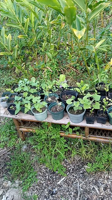 1st electric Garden experiment