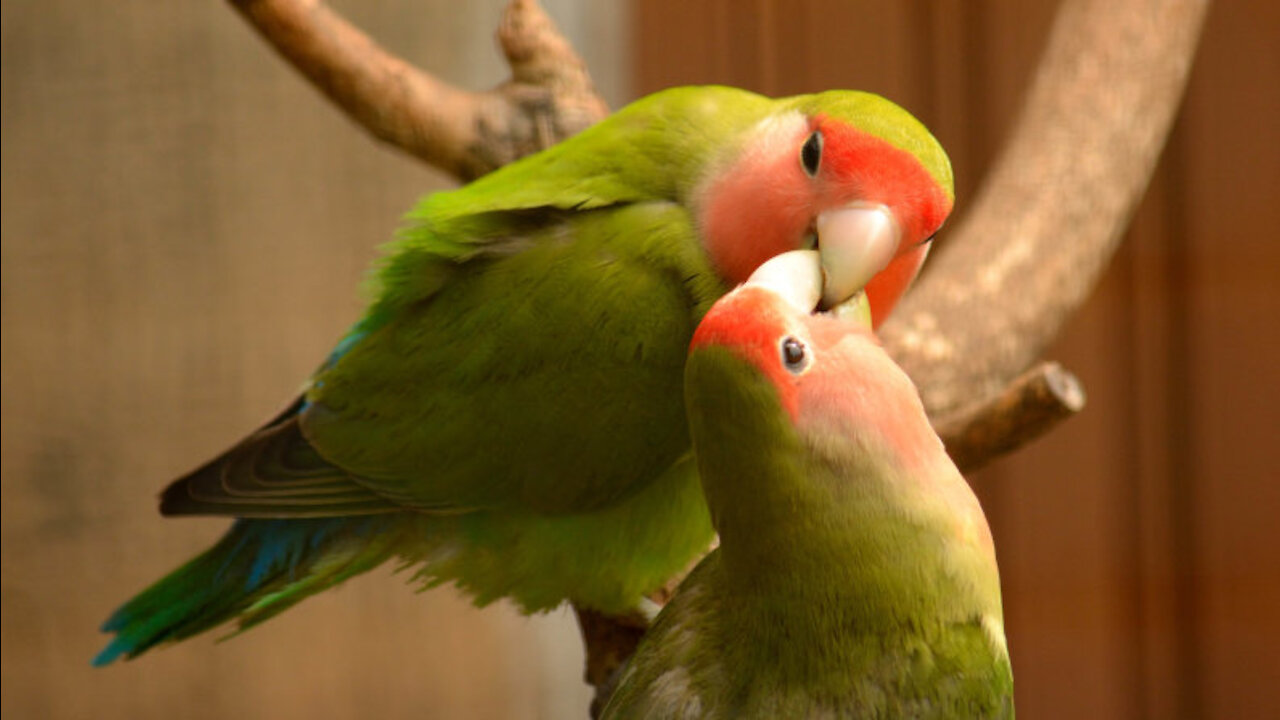 Beautiful Small Parrot (Lovebird) Chirping in the Cage