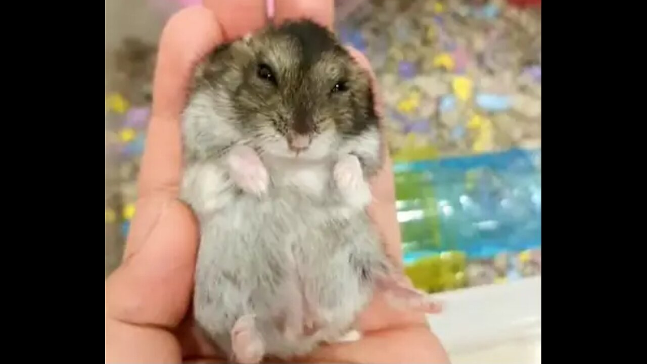 Cute Lovely Hamster Compilation