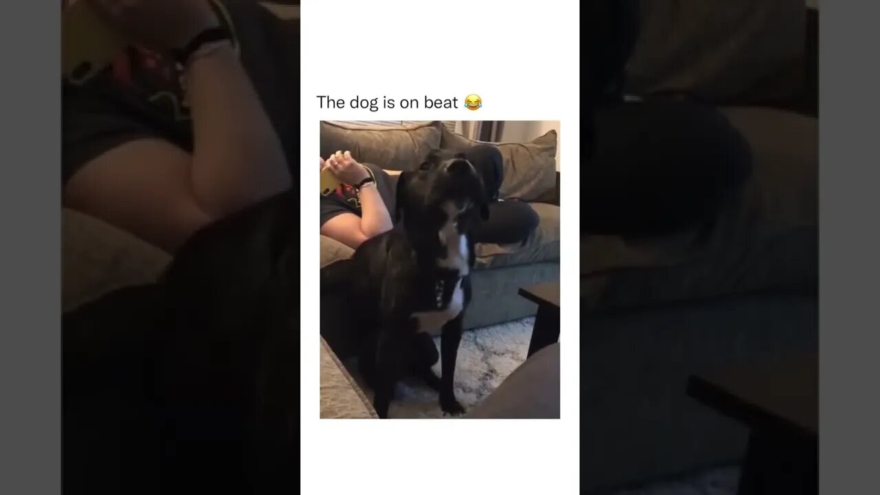 He was a dancer in other life 😂🐶 #shorts #shortsvideo #dog