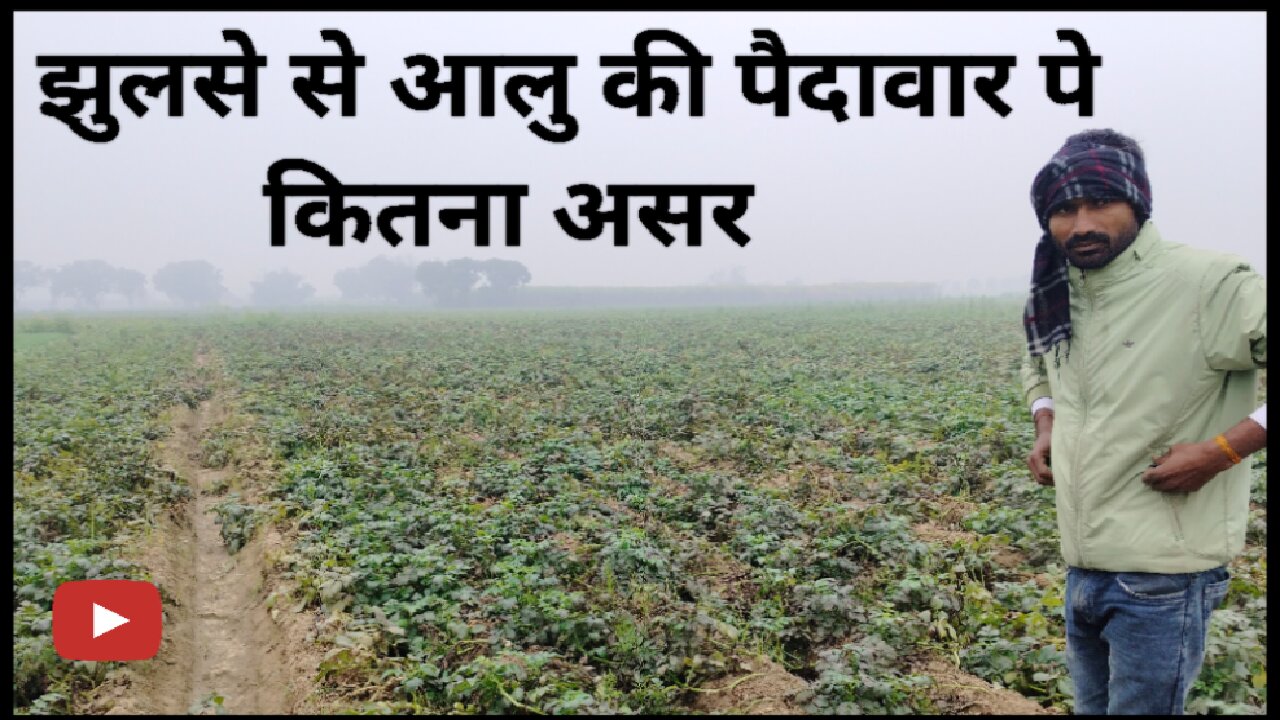 Potato farming aalu ki kheti