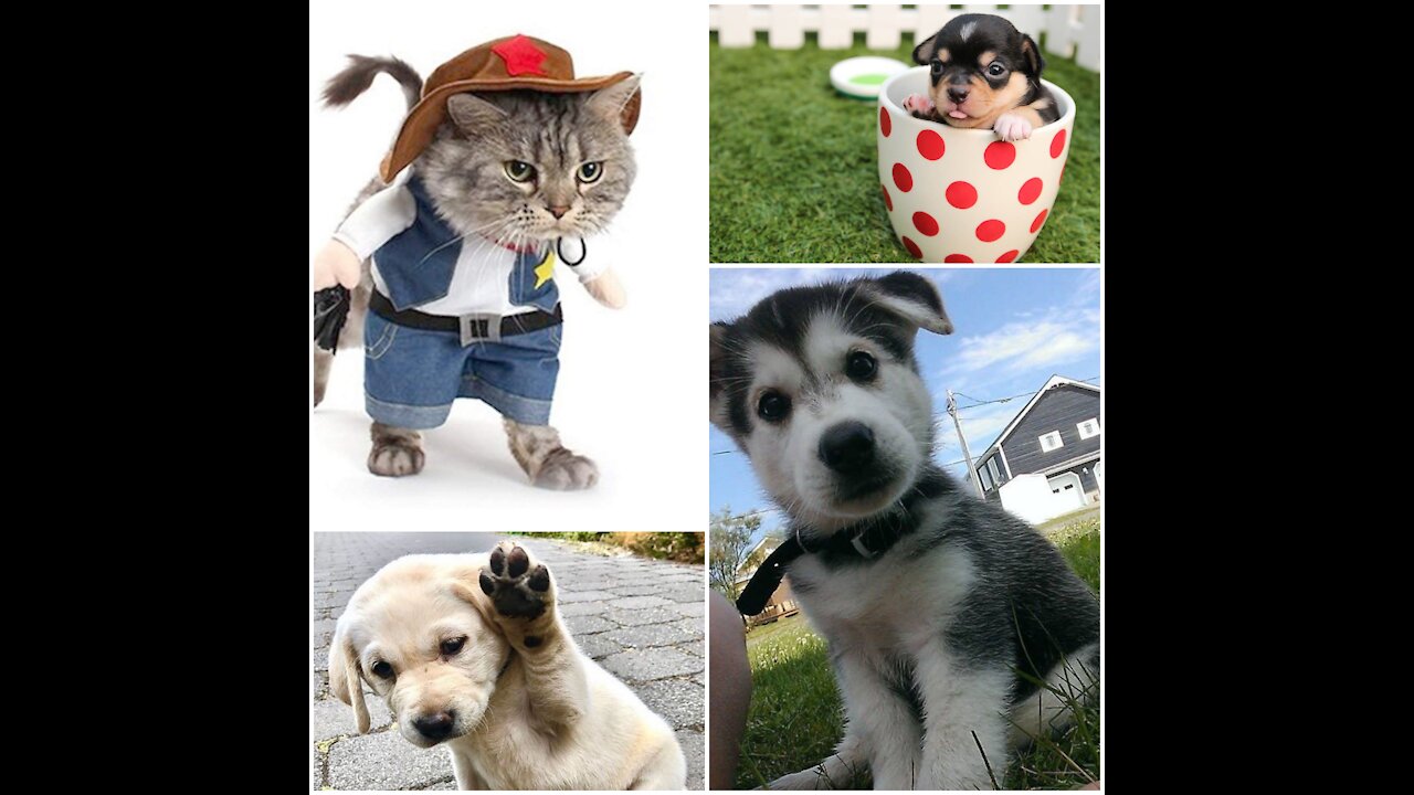 Cute Pets And Animals Funny Video
