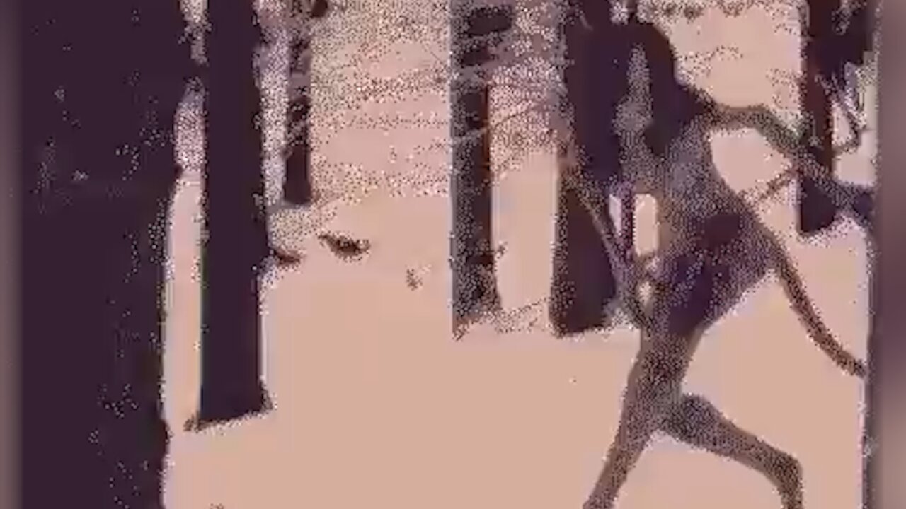 Mysterious creature in the woods with long hair and a human form like a dog's foot [Conspiracy]