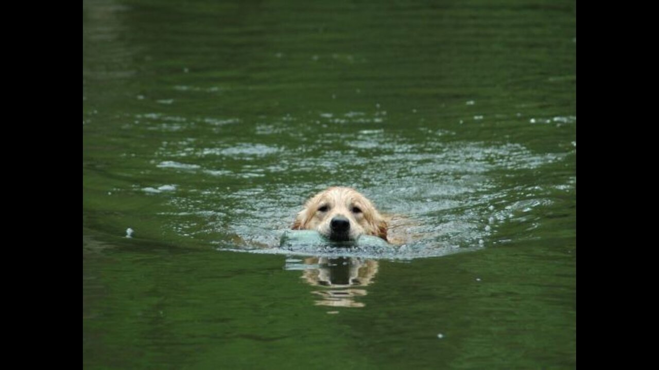 Teaching My Dogs How To Swim