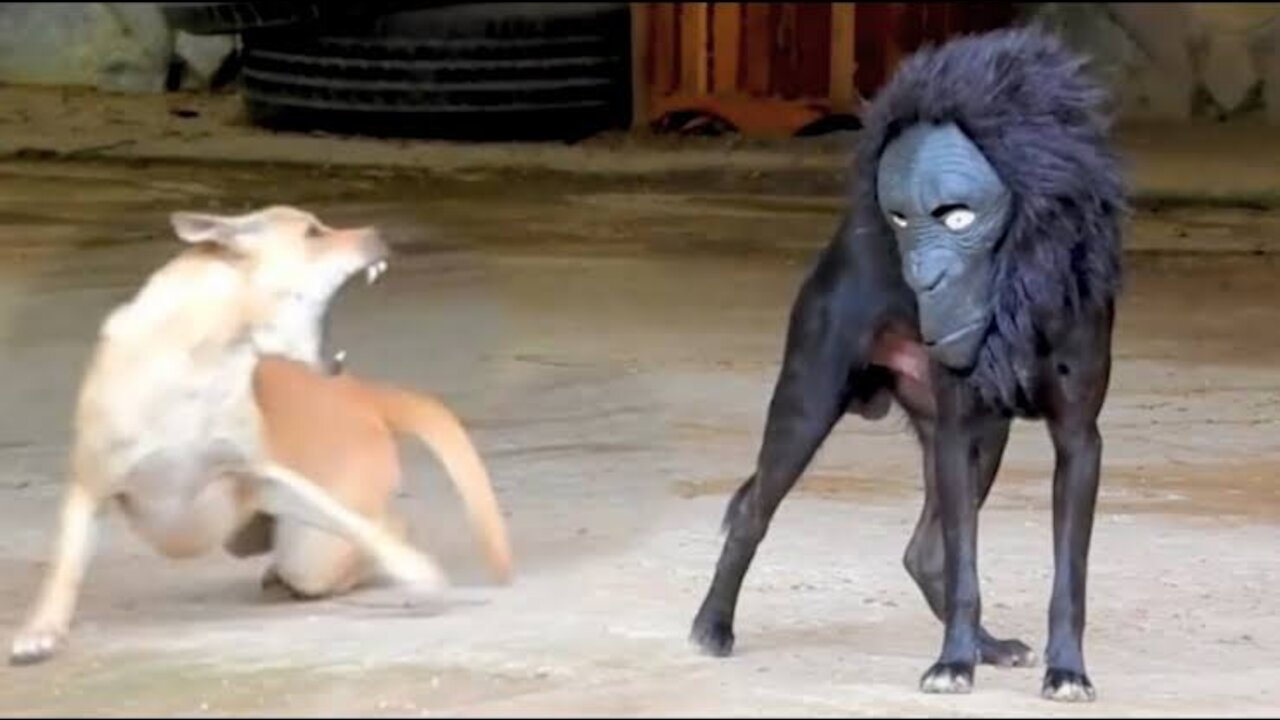 Wow!! Best Prank Super Huge Blanket Prank on Dog so Funny Try not to Laugh.Animal Lifestyle.