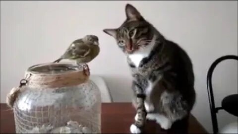 How delicate, my God, YouVlog_Video