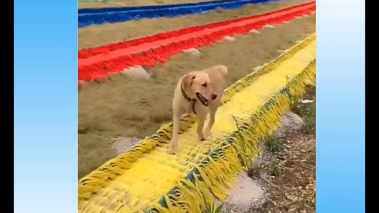 When a dog refuges to walk