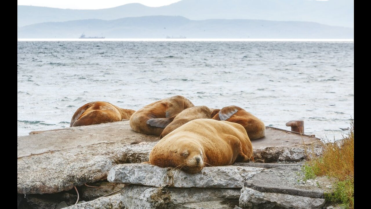 Curious Sea Lions Swims Front of Camera