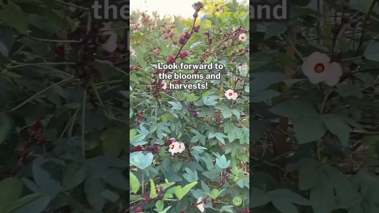 I staked my roselle after a monsoon storm tipped it over