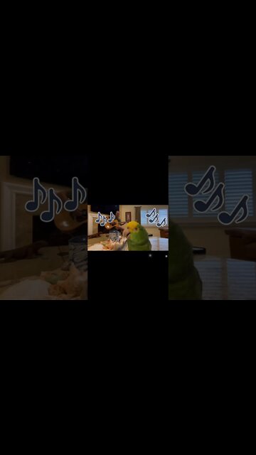 Tico Sings Bloopers & Outtakes Diva Pretty Bird #shorts #prettybird #parrot #love