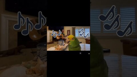 Tico Sings Bloopers & Outtakes Diva Pretty Bird #shorts #prettybird #parrot #love