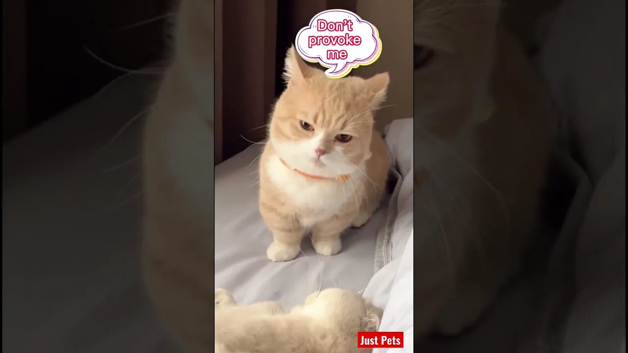 Try me #cute #tiktok #funnyanimals #funnyvideos #cat