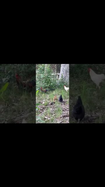 Our baby chicks are 5 weeks old. Will live with us soon