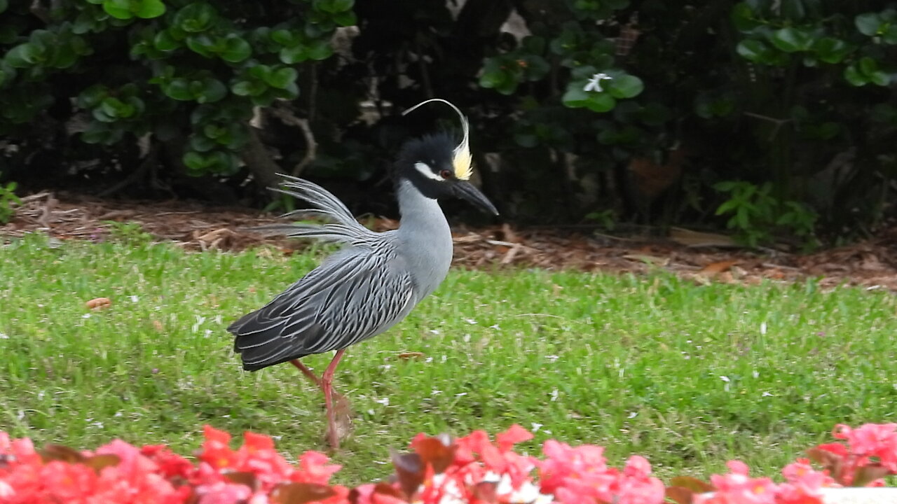 A Pair of Yellow-Crowned Night Herons #NatureInYourFace