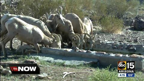 AZ Game and Fish transporting water to wildlife animals during dry weather