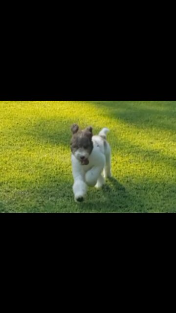 Cute Puppy Running in Field