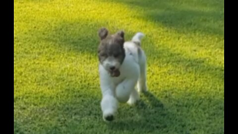 Cute Puppy Running in Field