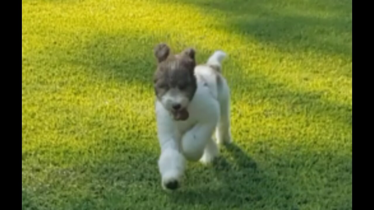 Cute Puppy Running in Field