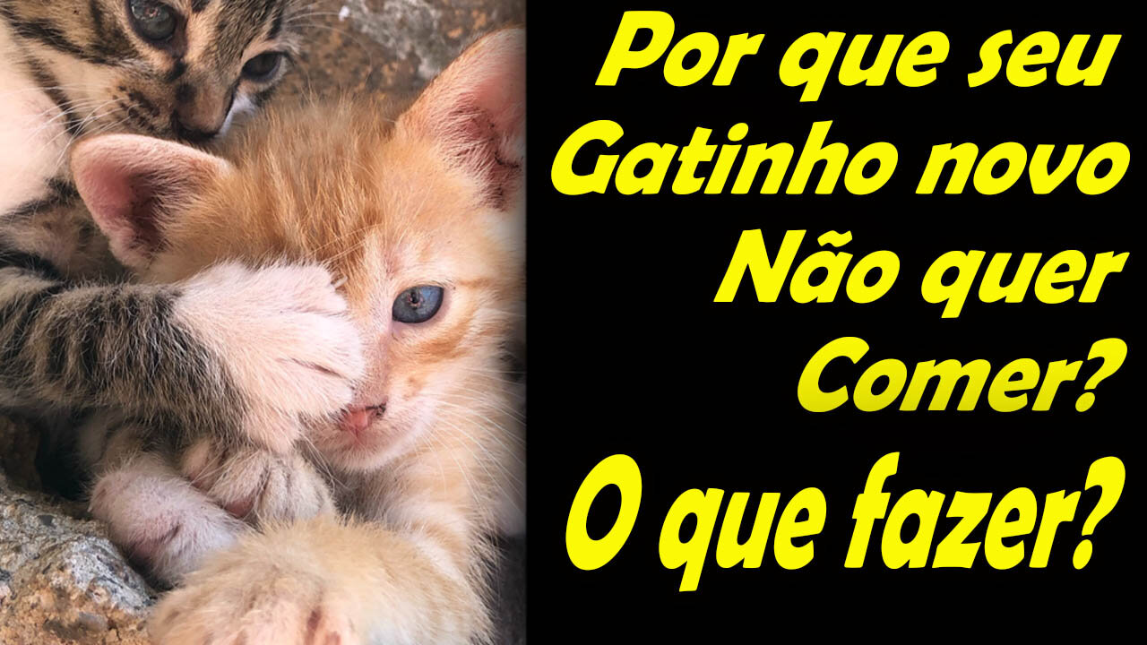 QUE DEVO FAZER QUANDO MEU GATINHO NOVO NÃO QUER COMER