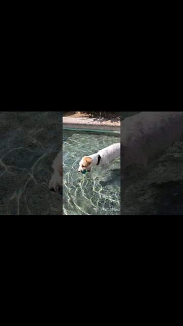 polo skills self taught