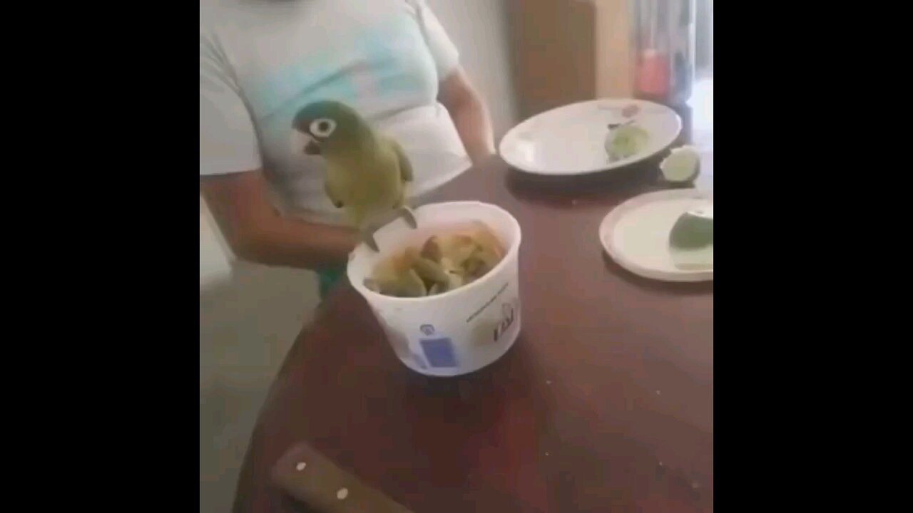 funny videos