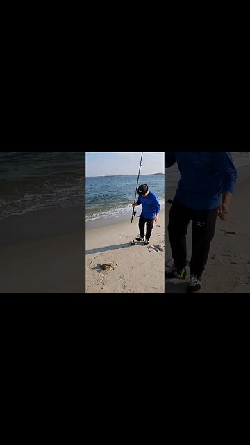 Doubled Sea Robins!!🚨🚨