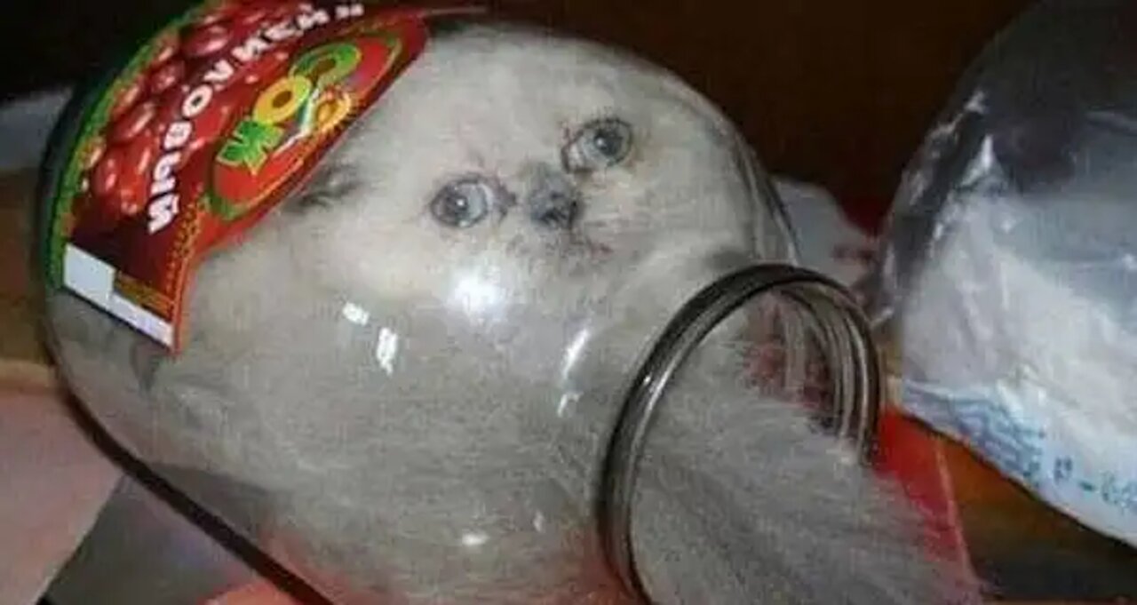 TRY TRY NOT to LAUGH!! Animals most FUNNY moments on the internet!! EPIC FAILS!