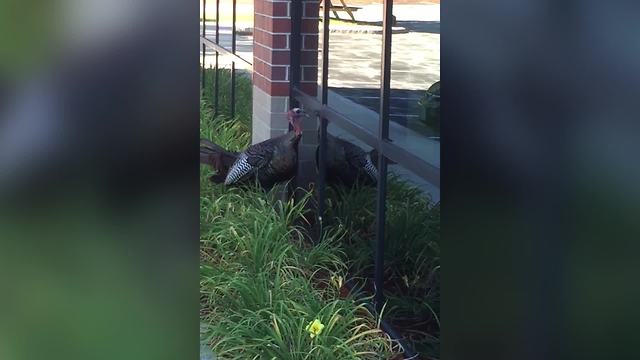 Turkey Casually Knocks On Office Windows