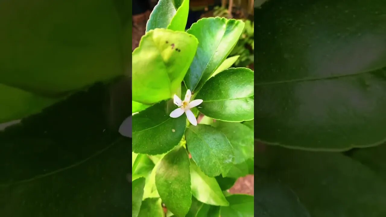 TONS OF CITRUS!!!