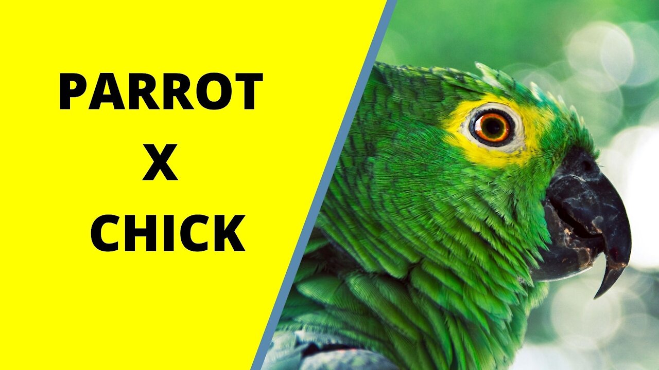 Parrot x Chick