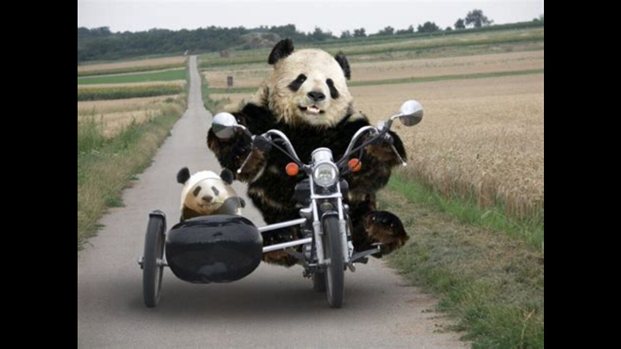 Funny Animal Video Try Not To Laugh Challenge