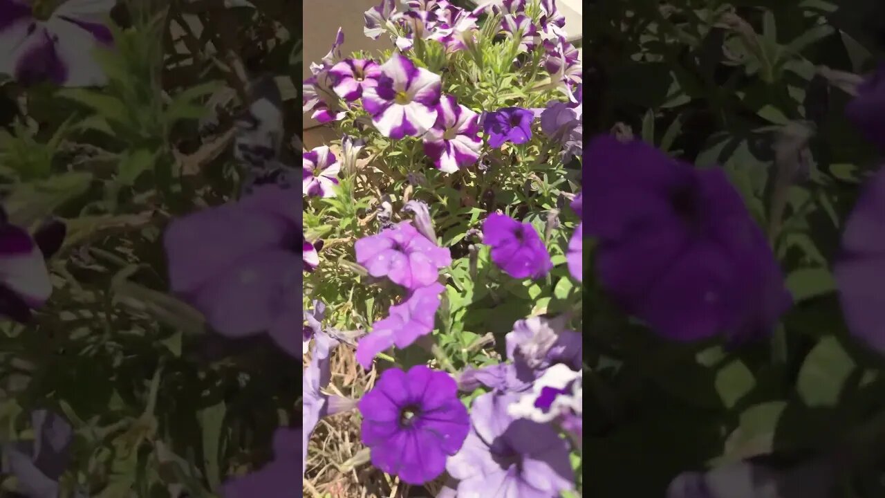 Purple Petunia Flowers