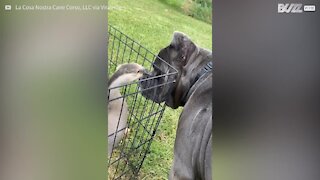 Dog and goose form unbelievable close bond