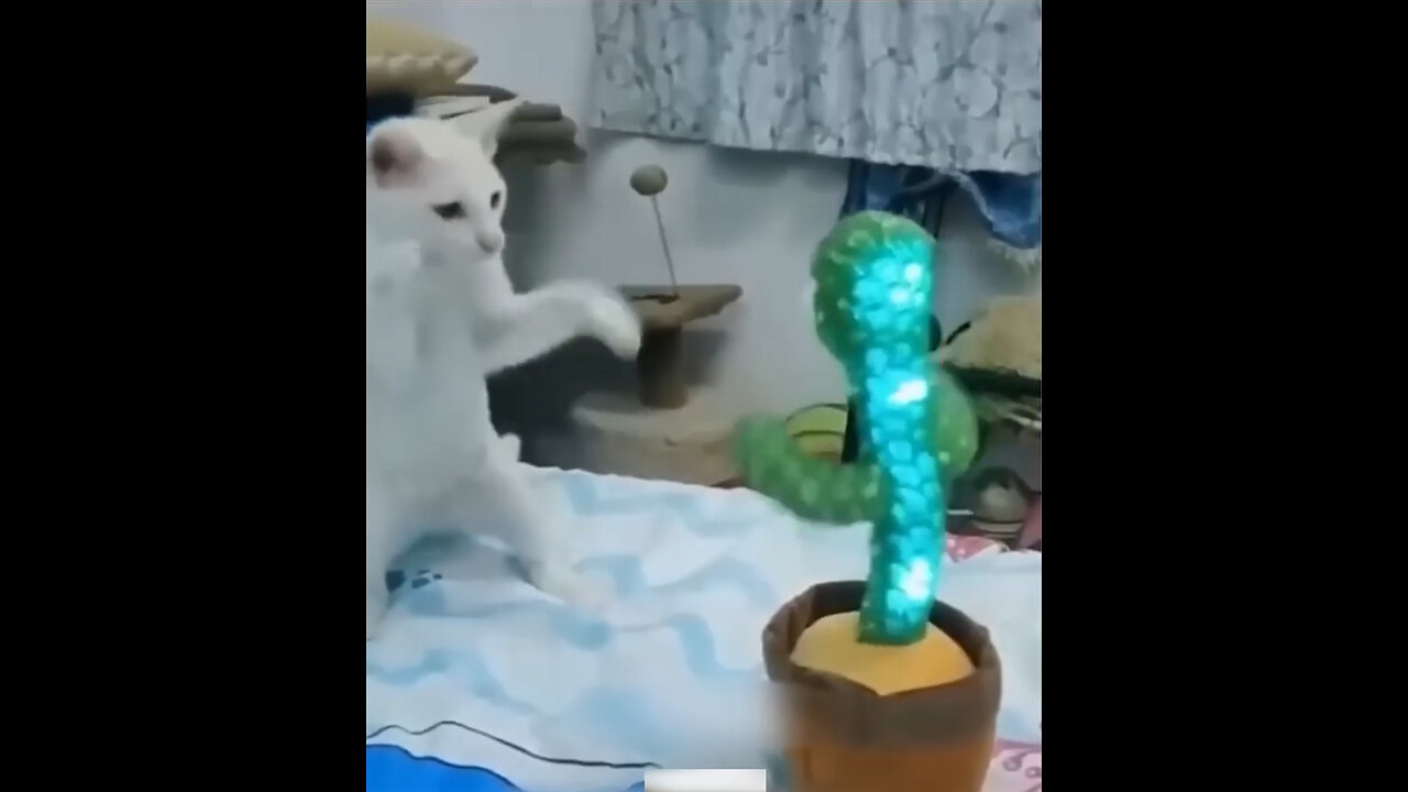 Funny dog and cat video 😂