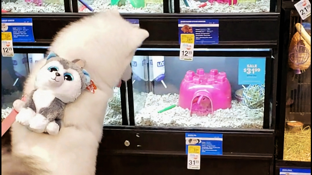 Monroe The Husky Wants a Pet Guinea Pig