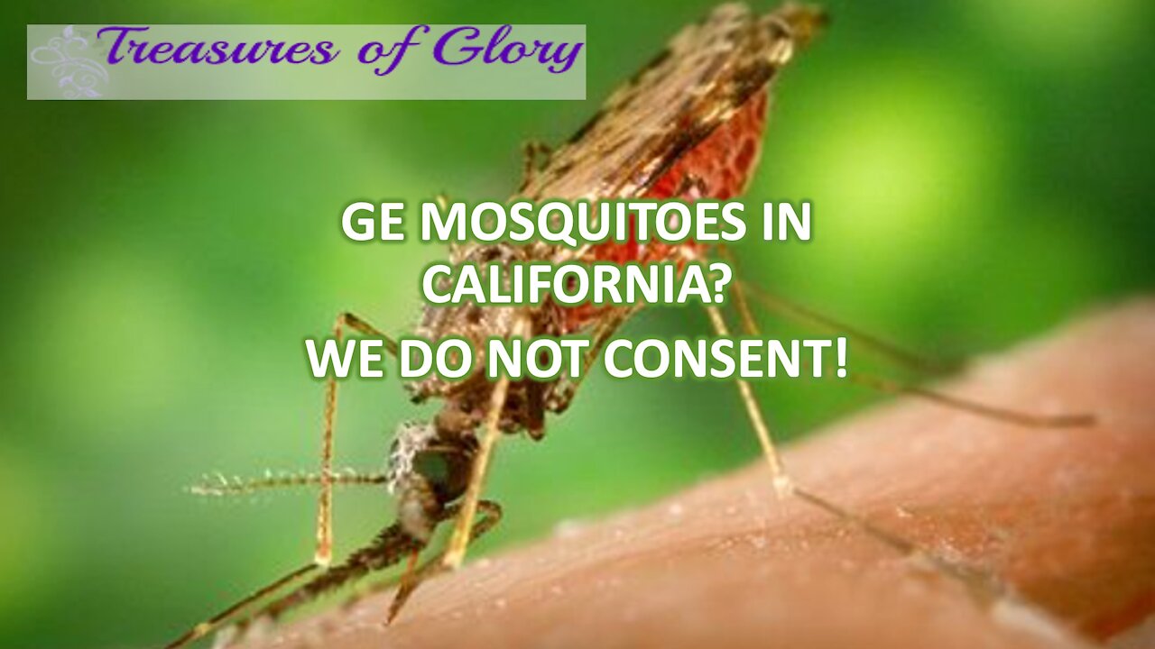 GE Mosquitoes in California? We Do Not Consent! TW365 Episode 17