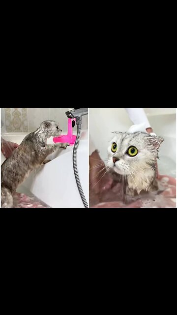 Glamorous cat bath in shower tub with owner