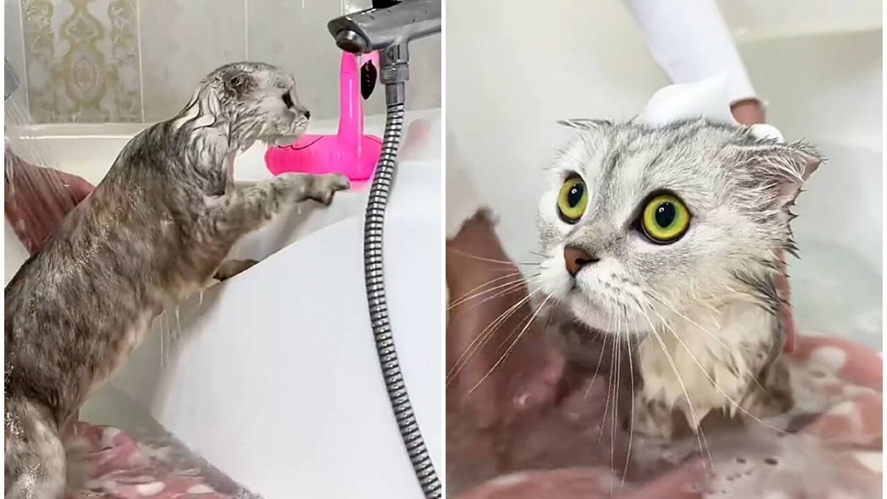 Glamorous cat bath in shower tub with owner