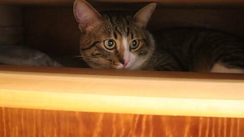 Cat Hides in the Closet