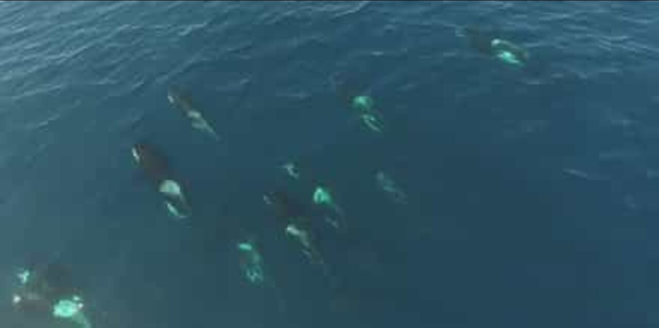 A pod of killer whales is on the move off the coast of California