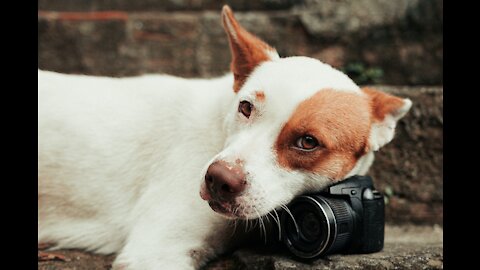 Awww, Funny Dogs Compilation. (Funny Animals #229)