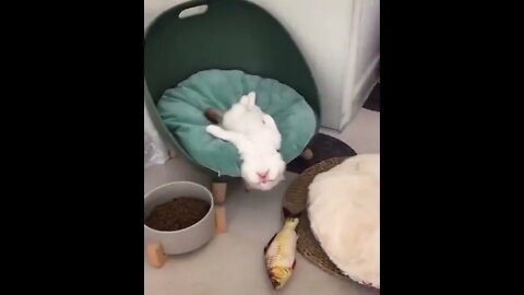 Lazy Kitten Is Cute