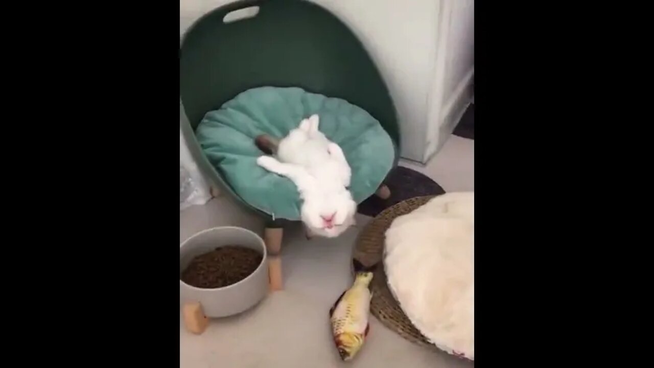 Lazy Kitten Is Cute