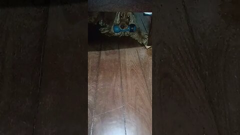 #dogshow