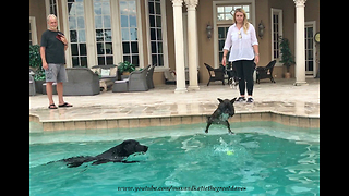 Great Danes Watch Funny Diving French Bull Dog and Lab