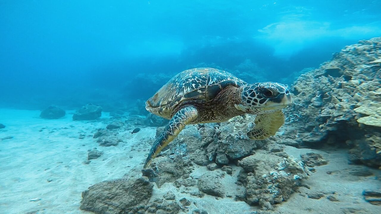 Honu passing by