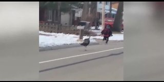 Woman saves boy being chased by turkey