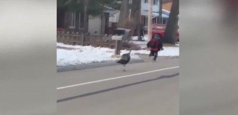 Woman saves boy being chased by turkey